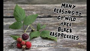 Reasons to Go Wild for Black Raspberries